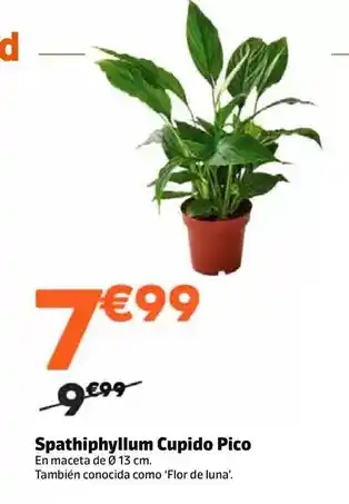 Spathiphyllum cupido pico