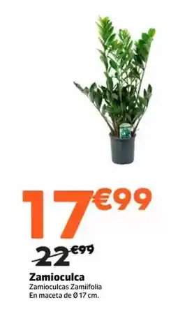 Jardiland Zamioculca oferta