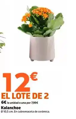 Jardiland Kalanchoe oferta