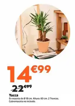 Jardiland Yucca oferta