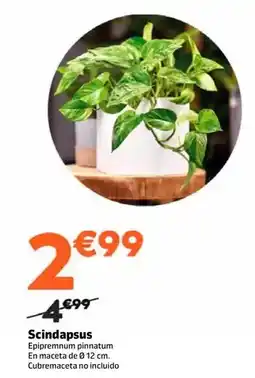 Jardiland Scindapsus oferta