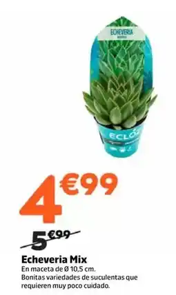 Jardiland Echeveria mix oferta