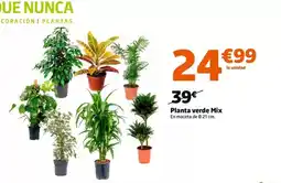 Jardiland Planta verde mix oferta