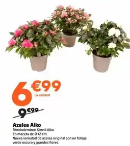 Jardiland Azalea aiko oferta