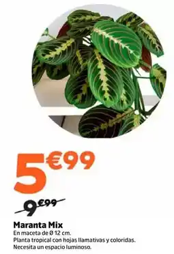 Jardiland Maranta mix oferta