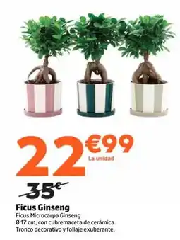 Jardiland Ficus ginseng oferta