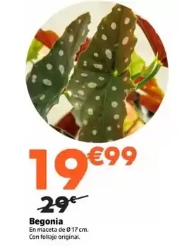Jardiland Begonia oferta