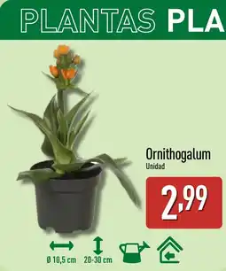 ALDI Ornithogalum oferta