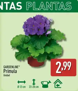 ALDI GARDENLINE Prímula oferta