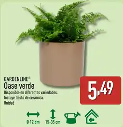 ALDI GARDENLINE Oase verde oferta