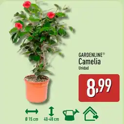 ALDI GARDENLINE Camelia oferta