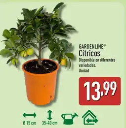 ALDI GARDENLINE Cítricos oferta