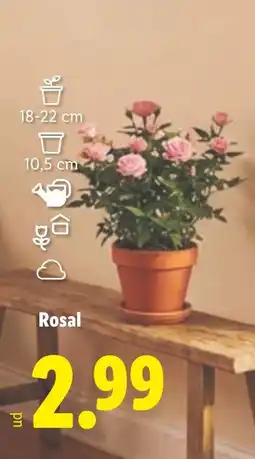 Lidl Rosal oferta
