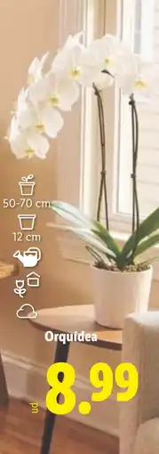 Lidl Orquídea oferta