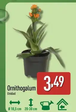 ALDI Ornithogalum oferta