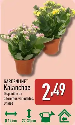 ALDI GARDENLINE Kalanchoe oferta