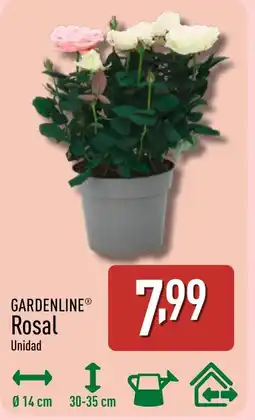 ALDI GARDENLINE Rosal oferta