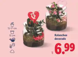 Lidl Kalanchoe decorado oferta