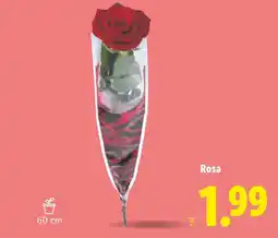 Lidl Rosa oferta