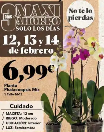 Planta Phalaenopsis Mix