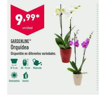 ALDI Gardenline Orquídea oferta