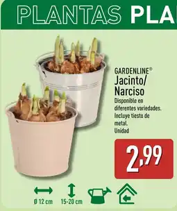 ALDI GARDENLINE Jacinto/ Narciso oferta
