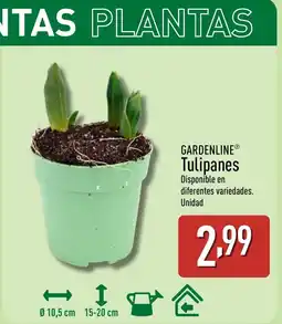 ALDI GARDENLINE Tulipanes oferta