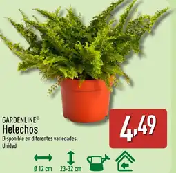 ALDI GARDENLINE Helechos oferta