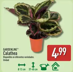 ALDI GARDENLINE Calathea oferta