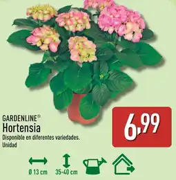 ALDI GARDENLINE Hortensia oferta