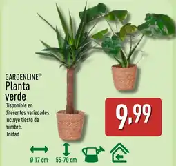ALDI GARDENLINE Planta verde oferta