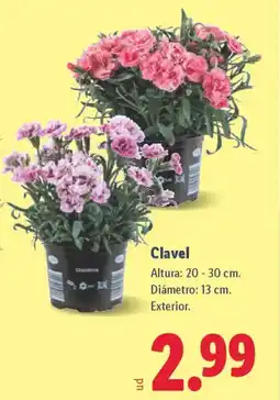 Lidl Clavel oferta