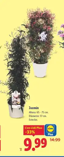 Lidl Jazmín oferta