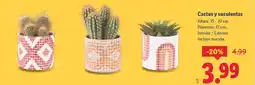Lidl Cactus y suculentas oferta