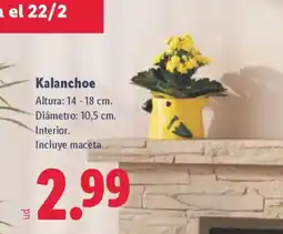 Lidl Kalanchoe oferta