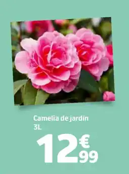 Jardiland Camelia de jardín oferta