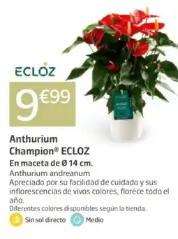 Jardiland ECLOZ Anthurium Champion oferta