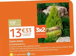 Jardiland Ciprés limón oferta