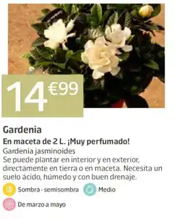 Jardiland Gardenia oferta