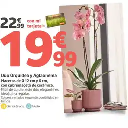 Jardiland Dúo Orquídea y Aglaonema Macetas de 0.12 cm y 6 cm, oferta