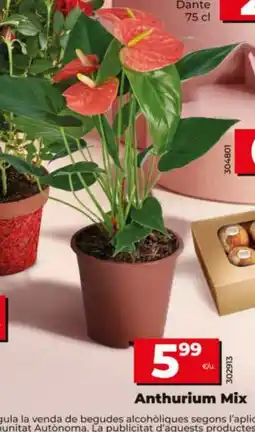 Dia Anthurium Mix oferta