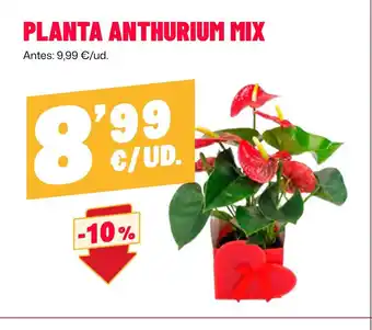 Planta anthurium mix