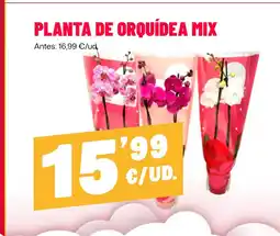 AhorraMas Planta de orquídea mix oferta