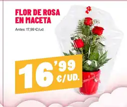 AhorraMas Flor de rosa en maceta oferta