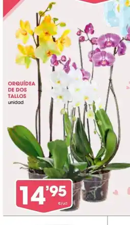 Supermercados Plaza Orquídea de dos tallos oferta