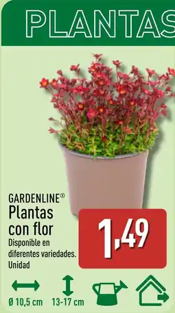 ALDI GARDENLINE Plantas con flor oferta