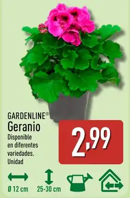 ALDI GARDENLINE Geranio oferta