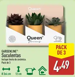 ALDI GARDENLINE Suculentas oferta