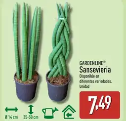 ALDI GARDENLINE Sansevieria oferta