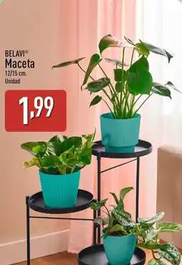 ALDI BELAVI Maceta oferta